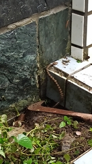 Protobothrops mucrosquamatus