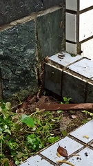 Protobothrops mucrosquamatus