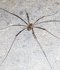 Lacinius dentiger