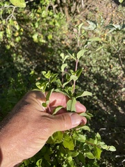 Lippia carterae