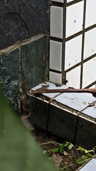 Protobothrops mucrosquamatus