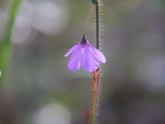 Tetratheca hispidissima