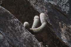 Mammillaria phitauiana