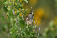 Libytheana carinenta mexicana