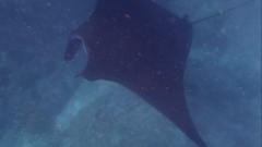 Mobula alfredi