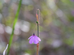 Tetratheca hispidissima