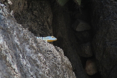 Petrosaurus thalassinus