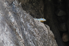 Petrosaurus thalassinus