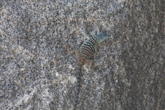 Petrosaurus thalassinus