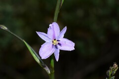 Arthropodium