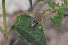 Alagoasa jacobiana