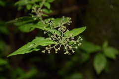 Archibaccharis hirtella