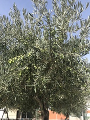Olea