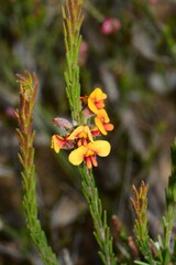 Dillwynia sericea