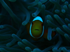 Amphiprion ocellaris