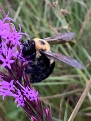 Xylocopa virginica texana
