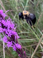 Xylocopa virginica texana
