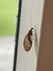 Hemerobius