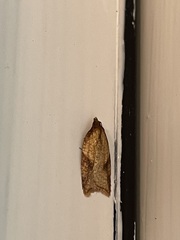 Acleris rhombana