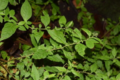 Archibaccharis hirtella