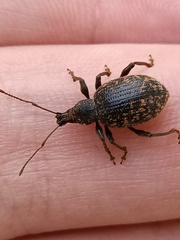 Otiorhynchus