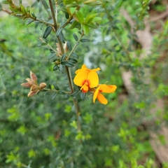 Pultenaea gunnii