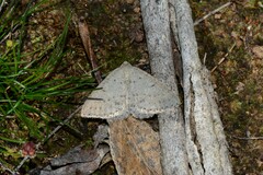 Taxeotis reserata