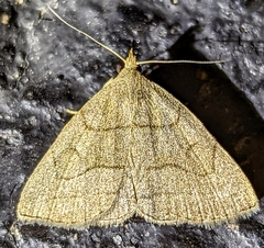 Zanclognatha pedipilalis