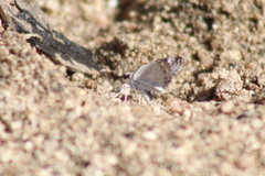 Pyrginae