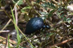 Cysteodemus wislizeni