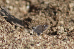 Pyrginae
