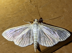 Herpetogramma thestealis