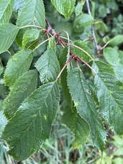 Prunus avium
