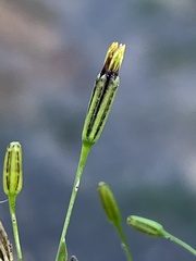 Pectis linifolia