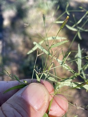 Pectis linifolia