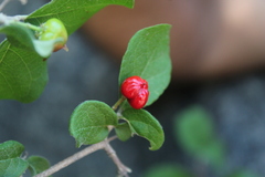 Malpighia diversifolia