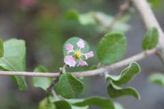 Malpighia diversifolia