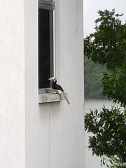 Anthracoceros albirostris