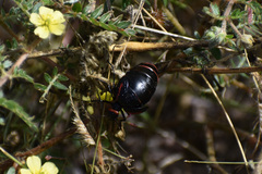 Megetra punctata
