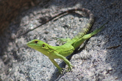 Ctenosaura hemilopha