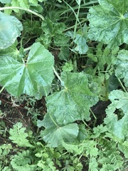 Malva sylvestris
