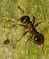 Myrmica