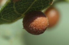 Sphaeroteras pulchripennis