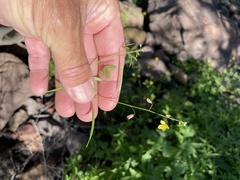Cleome tenuis