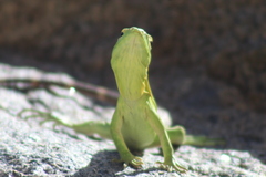 Ctenosaura hemilopha