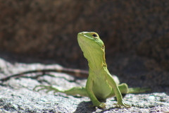 Ctenosaura hemilopha