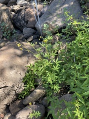 Cleome tenuis