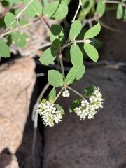 Euphorbia tomentulosa