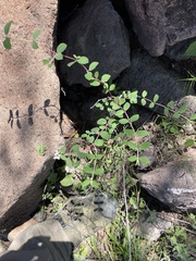 Euphorbia tomentulosa