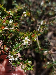 Leptospermum